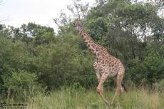 IMG 8511-Kenya, giraffe in Masai Mara bush